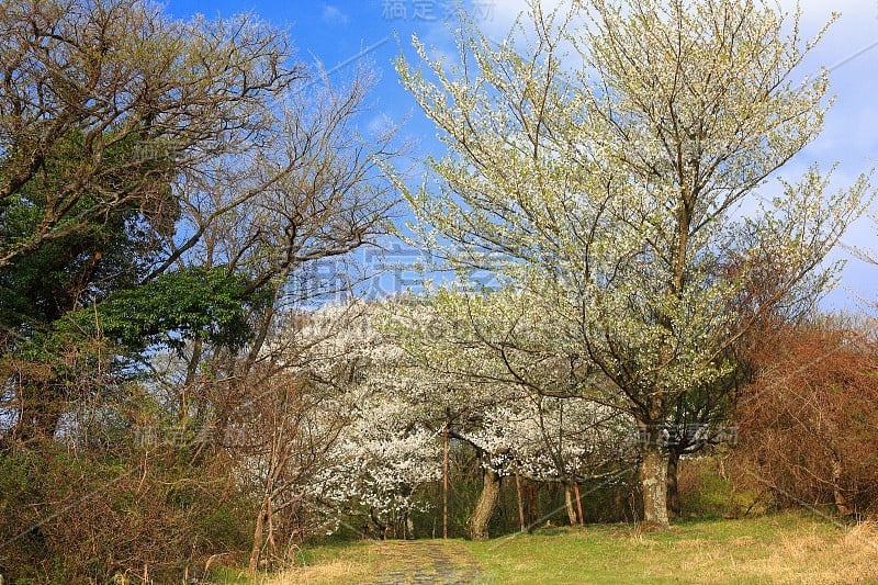 樱桃，樱桃，樱桃，本土的，