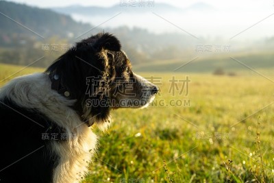 日出时分，可爱的小牧羊犬在草地上。