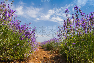 薰衣草。