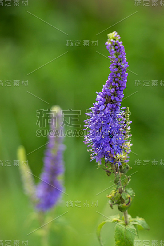 蓝鼠尾草(Salvia Farinacea)花在草地上。盛开的紫色田野花在绿色的背景。鼠尾草花序的闭