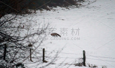 雪中的狐狸