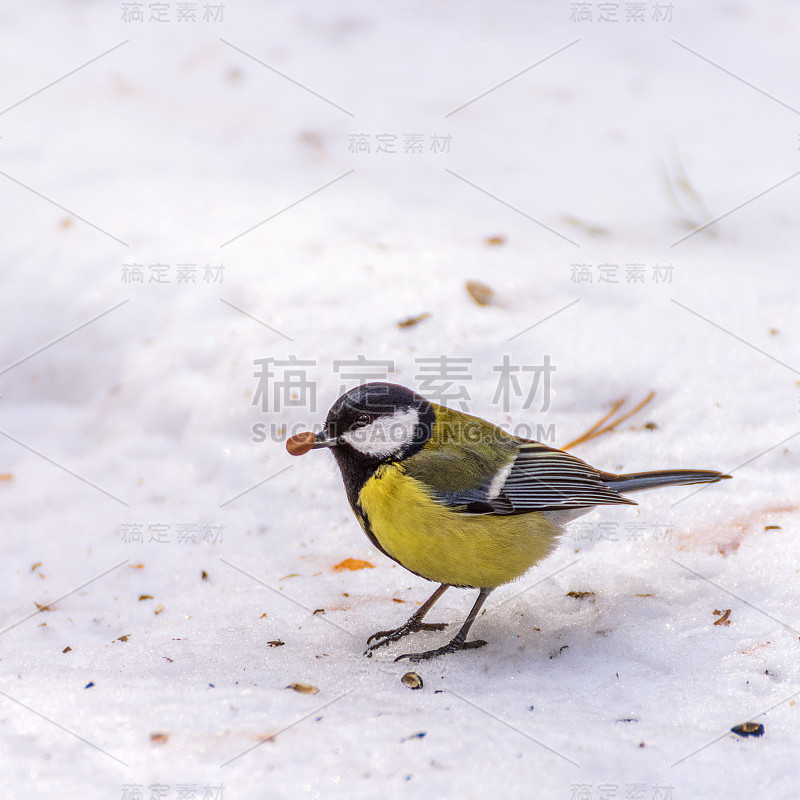 雪中的山雀