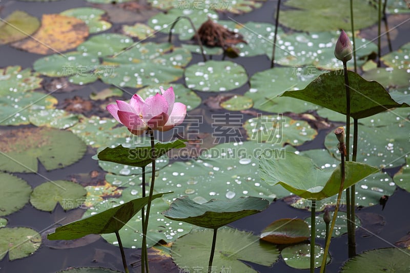 水生植物睡莲，新加坡