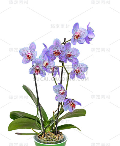 紫紫色带红色斑点的兰花近枝花，绿色花盆孤立在白色的背景上