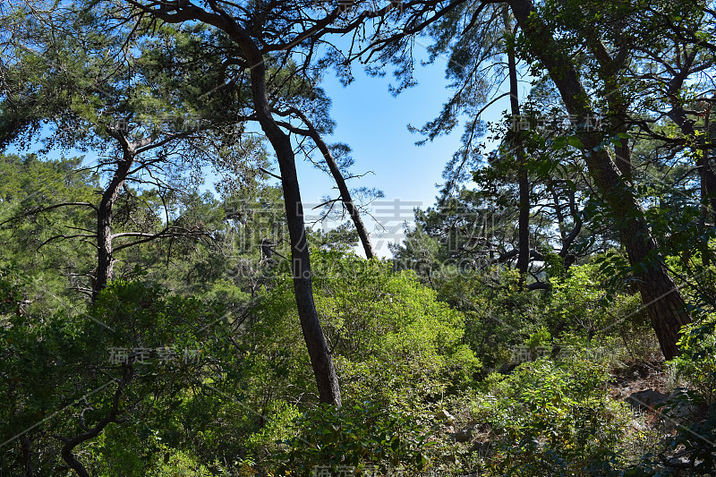 植物的土耳其。克姆地区自然。Calis Tepe(山)小径。小亚细亚特有的松林