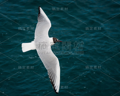 海鸥飞翔的自由