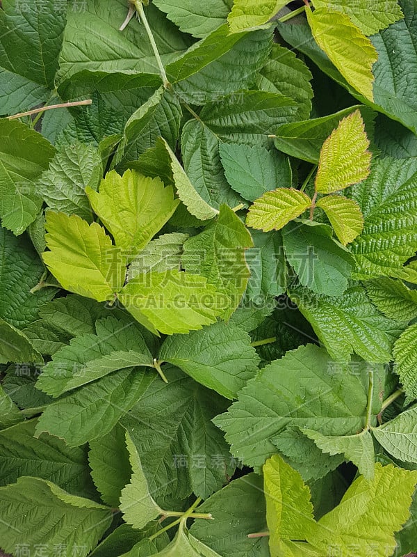 黑莓;悬钩子属植物,fructicosa;表;叶子