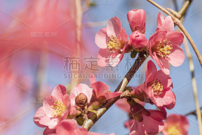 莫尔的海棠盛开的