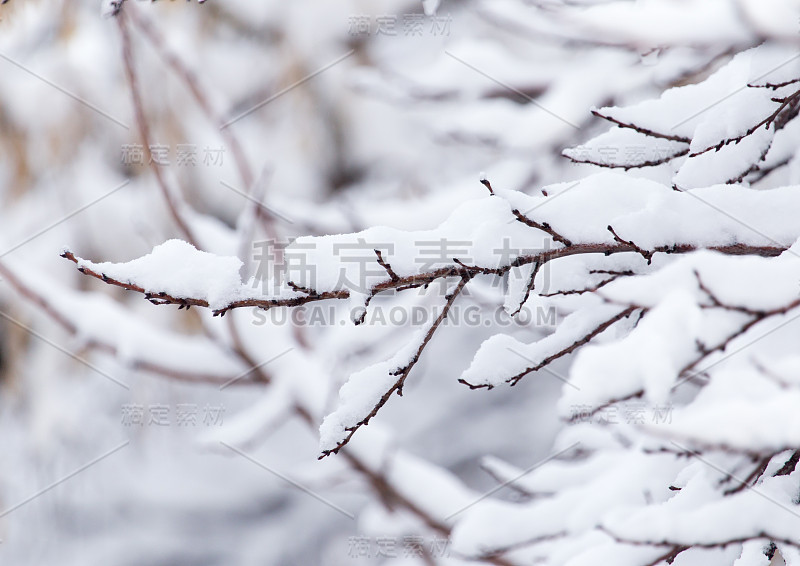 树枝上有雪