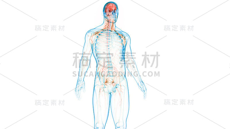 人脑神经系统的中枢器官