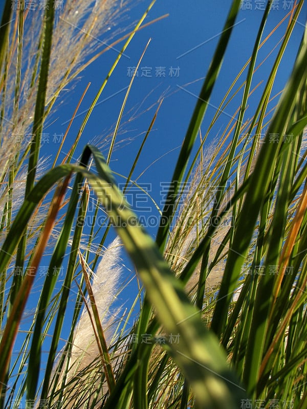 野草背景