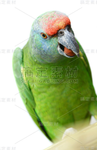 飞行节亚马逊鹦鹉白