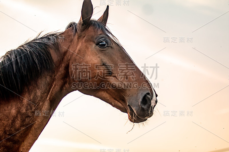 日出时草原上疾驰的骏马