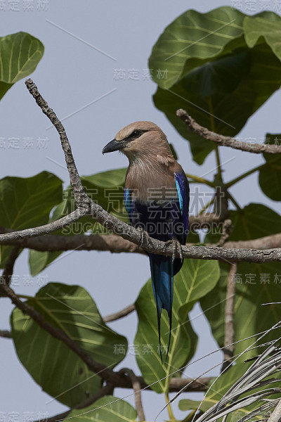 蓝腹辊(Coracias cyanogaster)