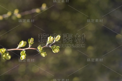 来自伍德特斯皮拉亚