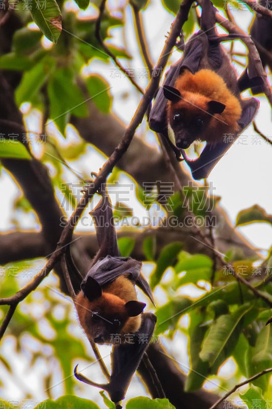 在泰国曼谷的Wat Po，泰国差春骚，用泰语说的Lyle's flying fox, Pteropu