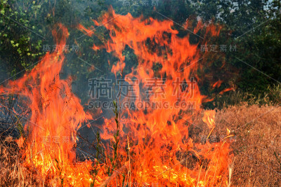 火灾中的针叶林