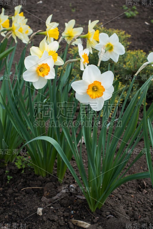 水仙花在仲春盛开