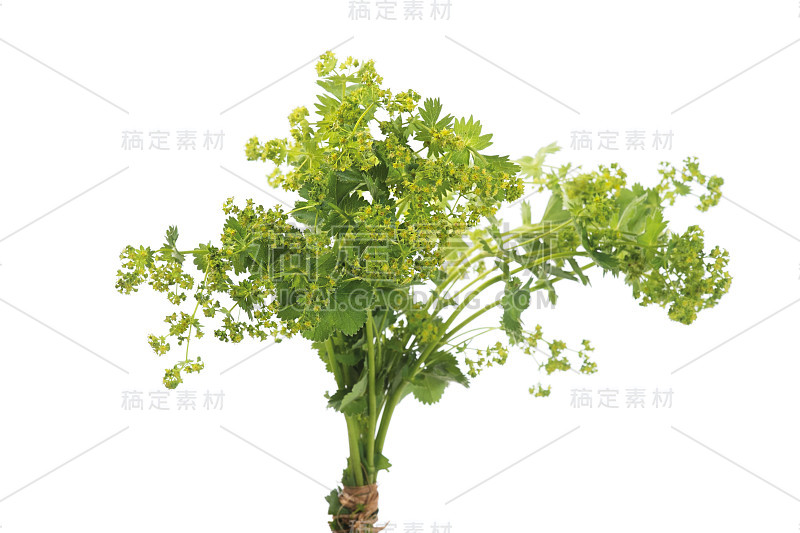 夫人的斗篷叶孤立在白色的背景。花草茶。(Alchemilla mollis)