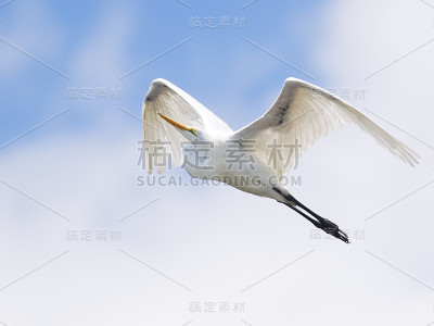 飞行中的大白鹭