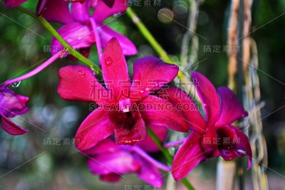 美丽Denphal兰花