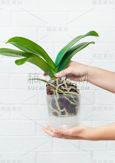 蝴蝶兰种植、土、根、苔