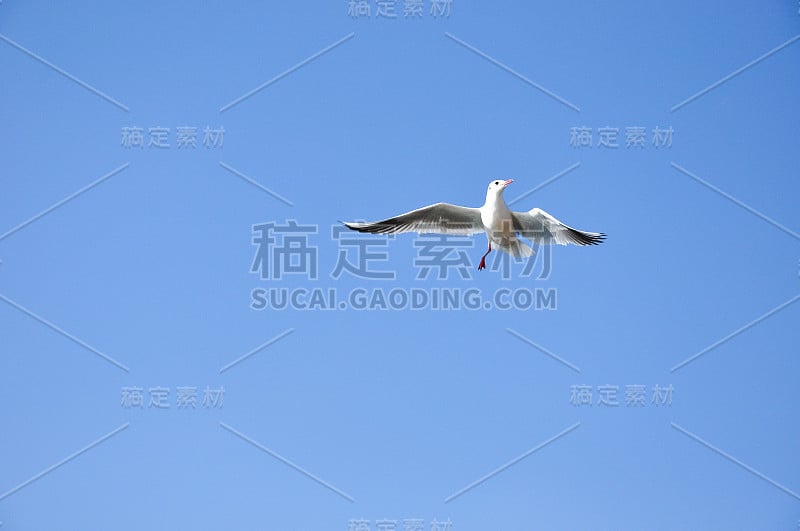 鸽子在天空中飞翔