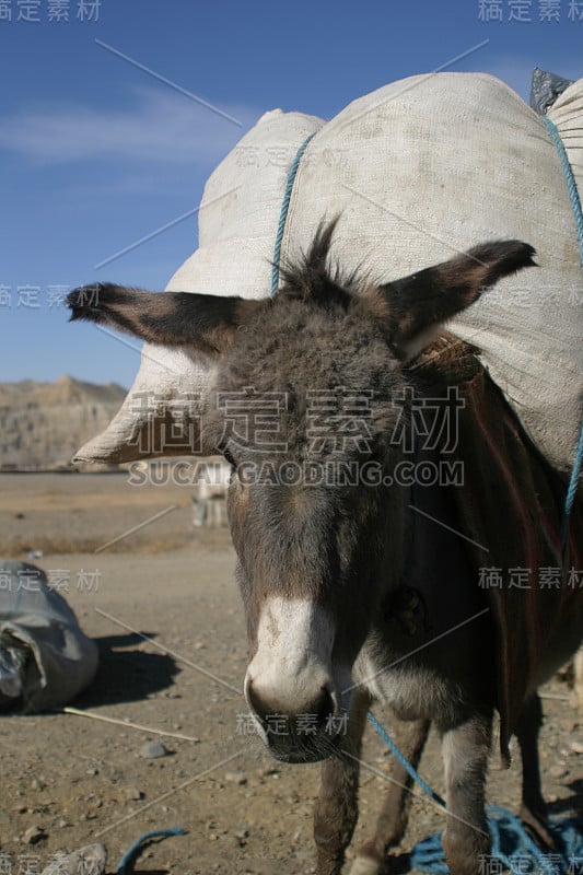 阿富汗驴，满载