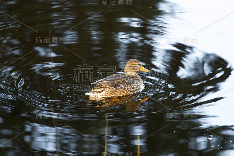 女性野鸭