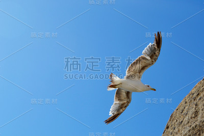 海鸥在天空中飞翔。