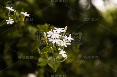 一组白色香星茉莉花或攀缘茉莉花