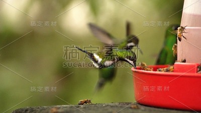 蜂鸟喂食器上的绿色荆棘