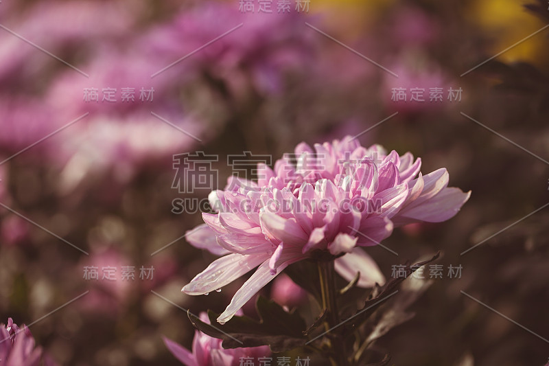 紫色的菊花