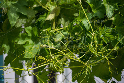 新芽、花、叶等丝瓜类植物在自然界多有小昆虫