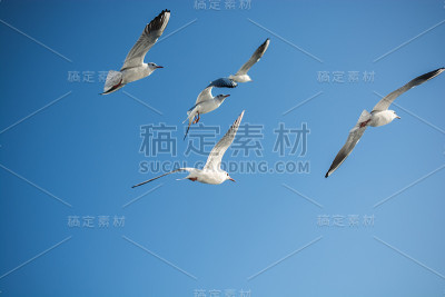 海鸥在蓝色的天空中飞翔