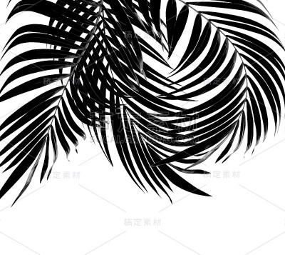 黑色的棕榈叶背景