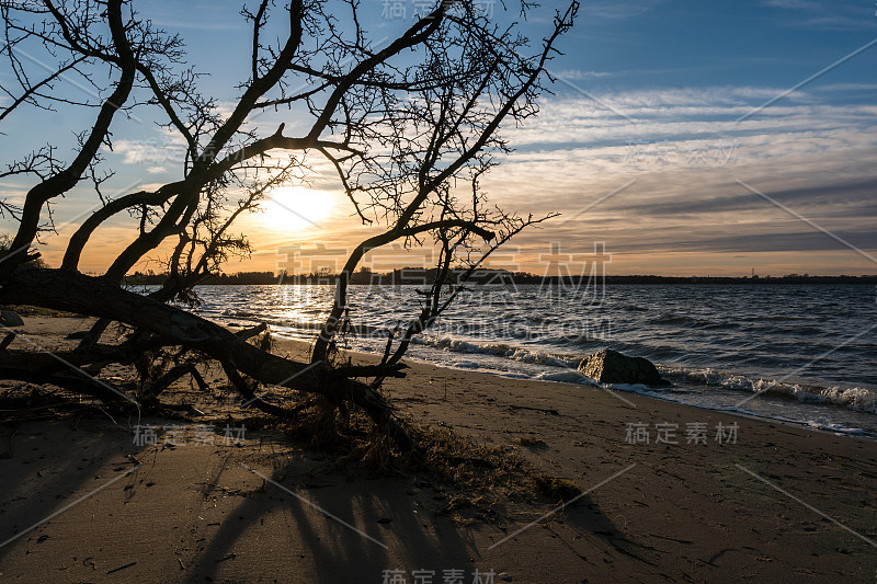 日落在美丽的海滩附近的斯特拉尔松与树躺在前景和海景在背景