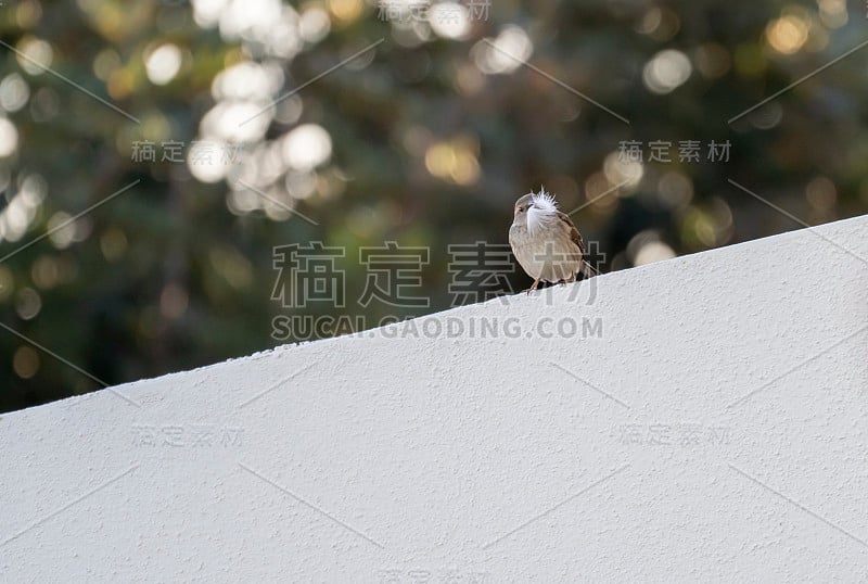 春天是即将到来的概念:一个家麻雀(Passer domesticus)的特写在白色的墙上与一些白色的