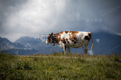 山上的瑞士牛