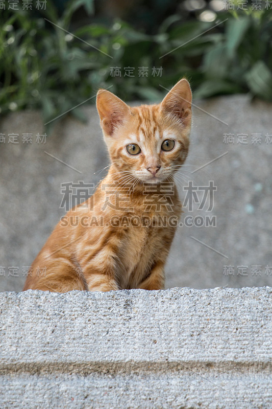 在街上看到一只流浪猫