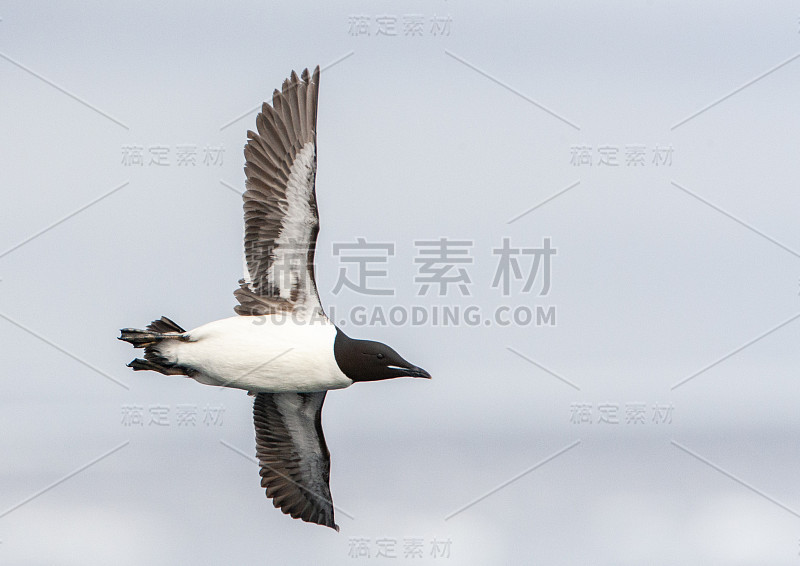 成年厚嘴海雀(Uria lomvia)