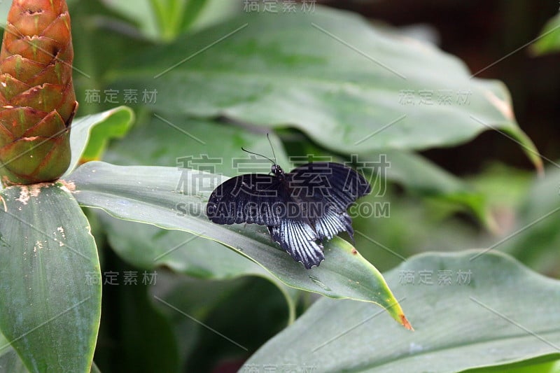 美丽，色彩鲜艳，大摩门，大自然中的燕尾蝶坐在叶子上