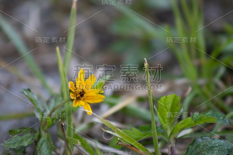 草地上开着野黄花