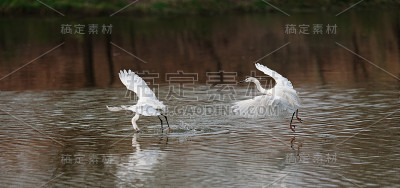 组成了一个序列的飞鸟起飞与鱼喙在湖中，大白鹭飞越水和捕捉新鲜的鱼。