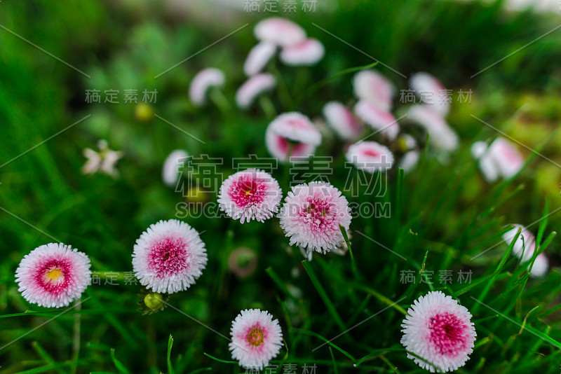 春天的花朵