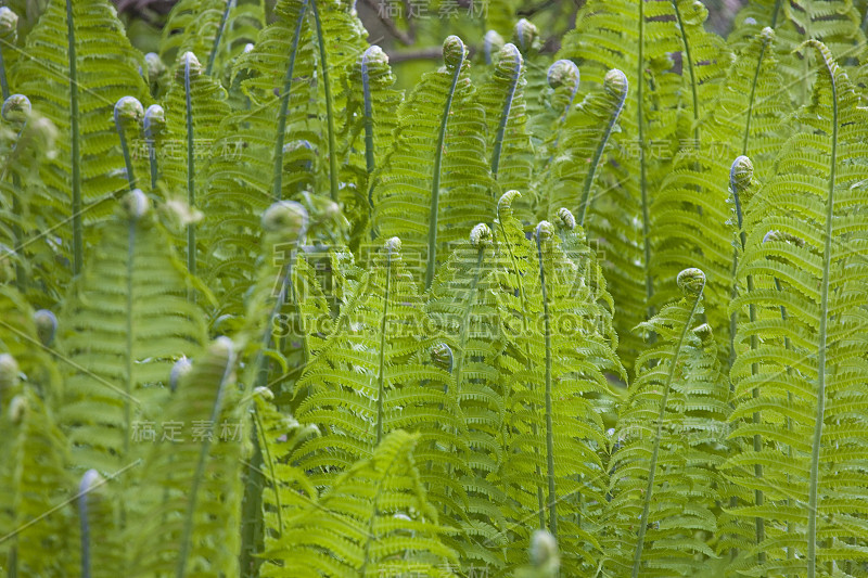 蕨类植物的叶子