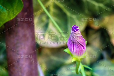 紫篱旋花芽