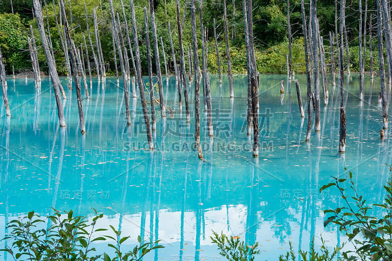 夏天碧绿的灌木丛和碧蓝的池塘