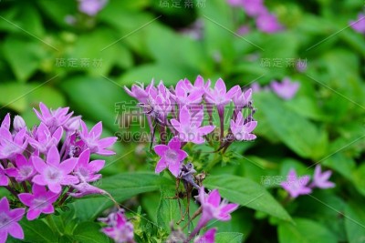 Pentas lanceolata