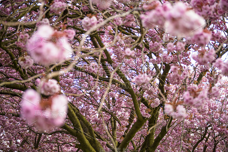 樱花